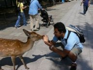 (10) Nara: Compartiendo con un ciervo